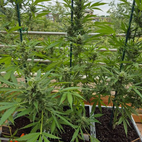 Sour Jealousy Auto (FastBuds)  growlog timeline photo