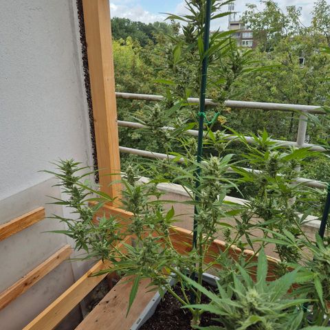 Sour Jealousy Auto (FastBuds)  growlog timeline photo