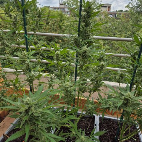 Sour Jealousy Auto (FastBuds)  growlog timeline photo