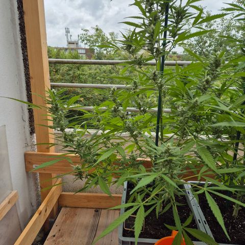 Sour Jealousy Auto (FastBuds)  growlog timeline photo