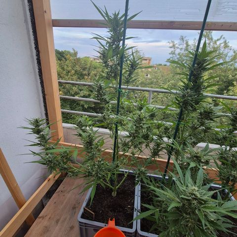 Sour Jealousy Auto (FastBuds)  growlog timeline photo