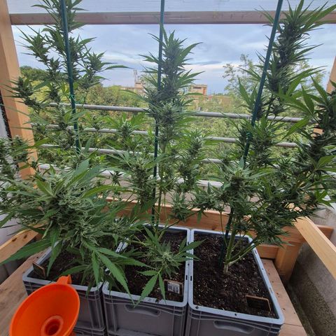 Sour Jealousy Auto (FastBuds)  growlog timeline photo