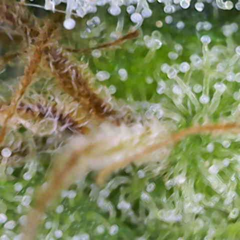 Sour Jealousy Auto (FastBuds)  growlog timeline photo