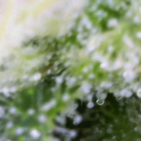 Sour Jealousy Auto (FastBuds)  growlog timeline photo