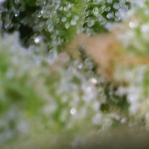 Sour Jealousy Auto (FastBuds)  growlog timeline photo