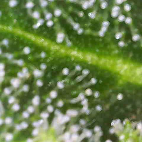 Sour Jealousy Auto (FastBuds)  growlog timeline photo