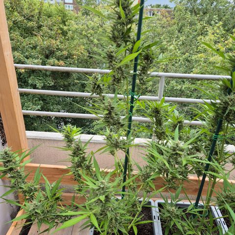 Sour Jealousy Auto (FastBuds)  growlog timeline photo