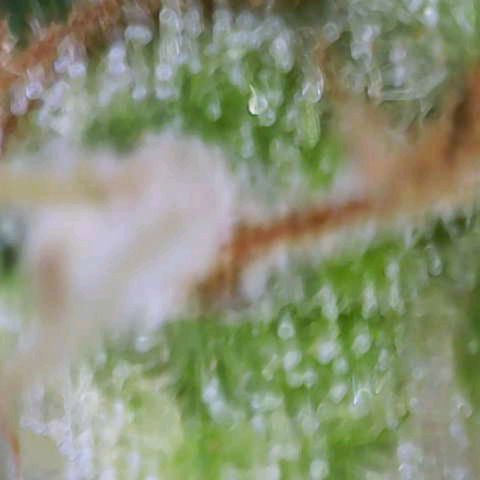 Sour Jealousy Auto (FastBuds)  growlog timeline photo