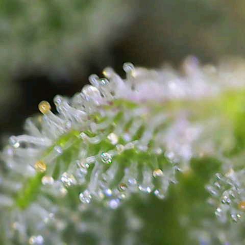 Sour Jealousy Auto (FastBuds)  growlog timeline photo