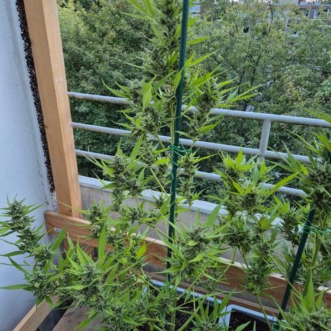 Sour Jealousy Auto (FastBuds)  growlog timeline photo