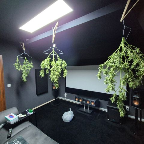 Sour Jealousy Auto (FastBuds)  growlog timeline photo