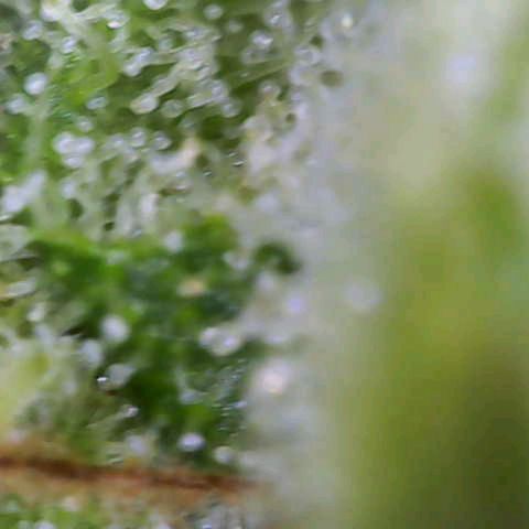 Sour Jealousy Auto (FastBuds)  growlog timeline photo