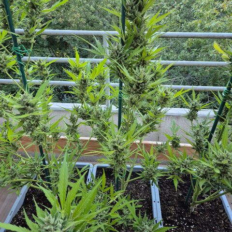 Sour Jealousy Auto (FastBuds)  growlog timeline photo