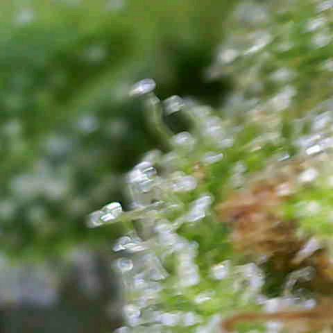 Sour Jealousy Auto (FastBuds)  growlog timeline photo