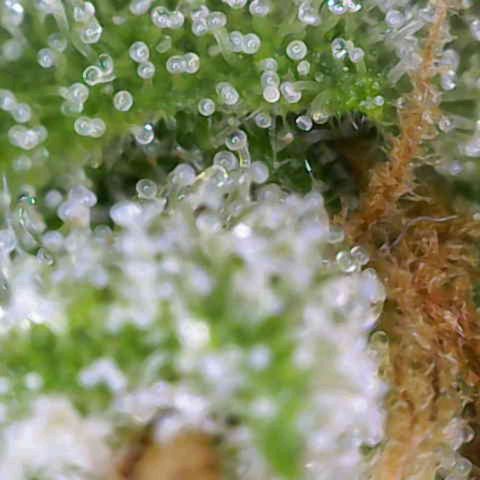 Sour Jealousy Auto (FastBuds)  growlog timeline photo