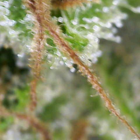 Sour Jealousy Auto (FastBuds)  growlog timeline photo