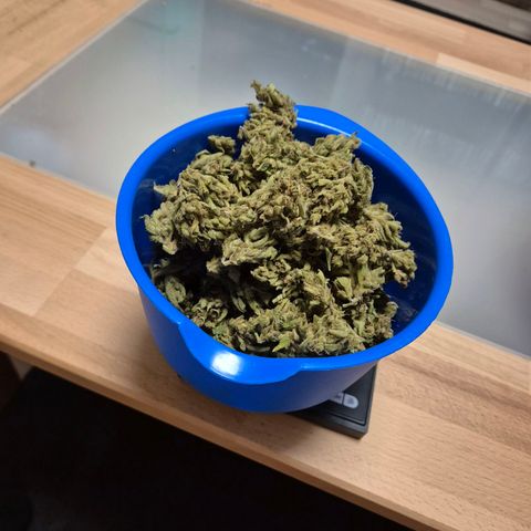 Sour Jealousy Auto (FastBuds)  growlog photo: Gefimmt 56,69
Nicht gefimmt 56,05