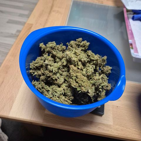 Sour Jealousy Auto (FastBuds)  growlog photo: Gefimmt 56,69
Nicht gefimmt 56,05