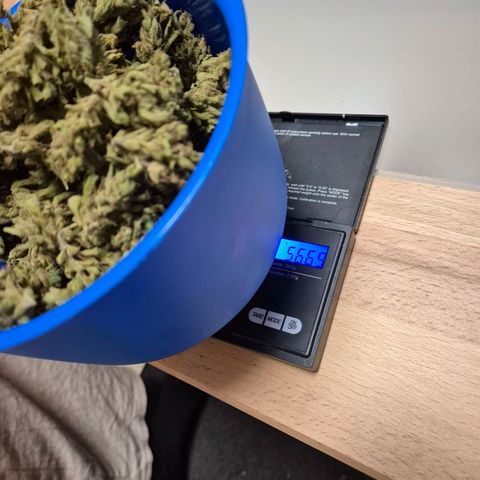 Sour Jealousy Auto (FastBuds)  growlog photo: Gefimmt 56,69
Nicht gefimmt 56,05