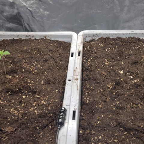 Tropical Cookies (Growers Choice) growlog photo: Start der Dochtbewässerung geplant