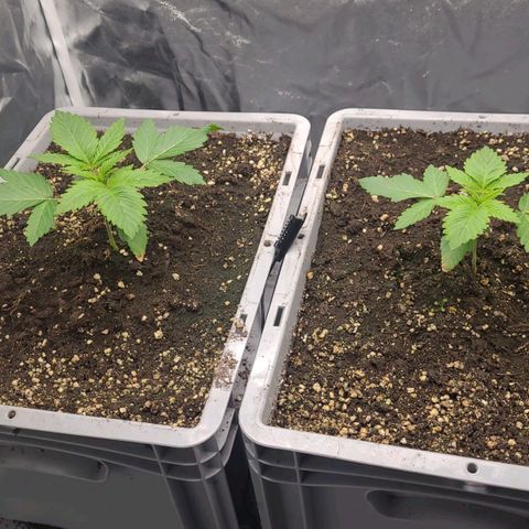 Tropical Cookies (Growers Choice) growlog timeline photo