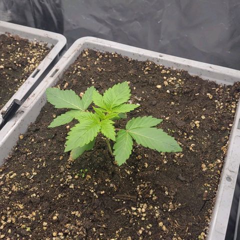 Tropical Cookies (Growers Choice) growlog timeline photo