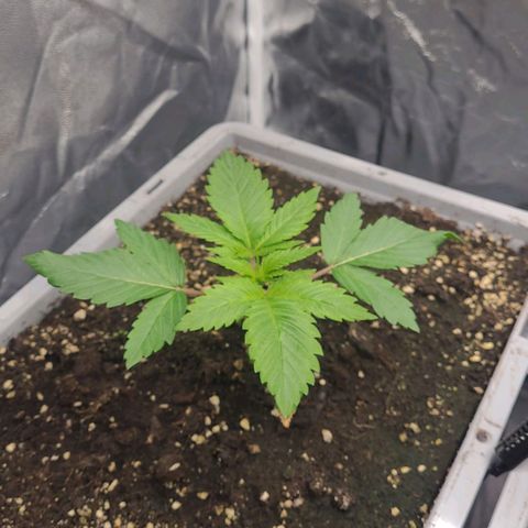 Tropical Cookies (Growers Choice) growlog timeline photo
