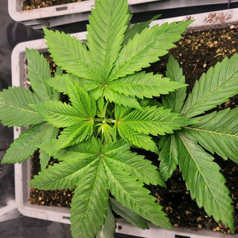 Tropical Cookies (Growers Choice) growlog timeline photo