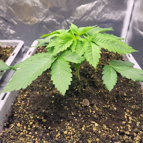 Tropical Cookies (Growers Choice) growlog timeline photo