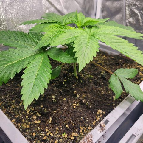 Tropical Cookies (Growers Choice) growlog timeline photo