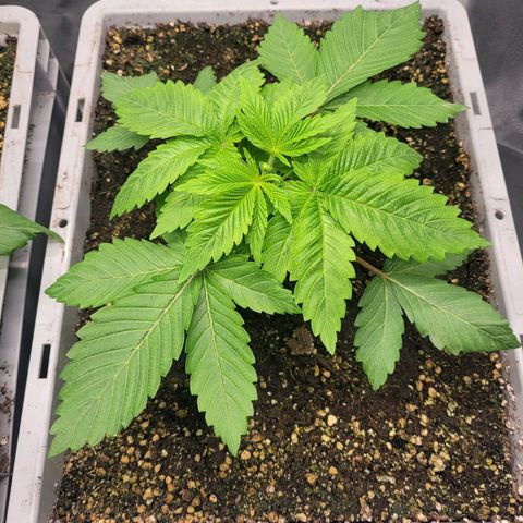 Tropical Cookies (Growers Choice) growlog timeline photo