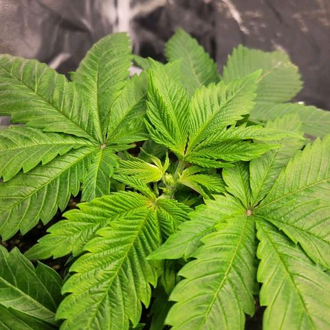 Tropical Cookies (Growers Choice) growlog timeline photo