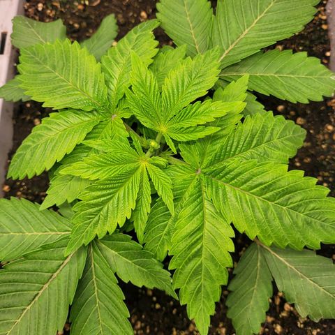 Tropical Cookies (Growers Choice) growlog timeline photo