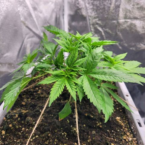 Tropical Cookies (Growers Choice) growlog timeline photo