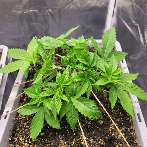 Tropical Cookies (Growers Choice) growlog timeline photo