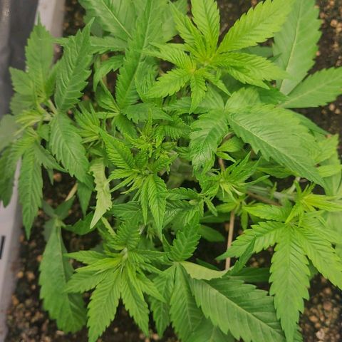 Tropical Cookies (Growers Choice) growlog timeline photo