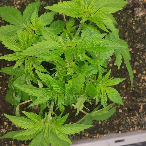 Tropical Cookies (Growers Choice) growlog timeline photo