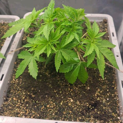 Tropical Cookies (Growers Choice) growlog timeline photo