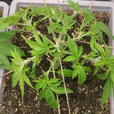 Tropical Cookies (Growers Choice) growlog timeline photo