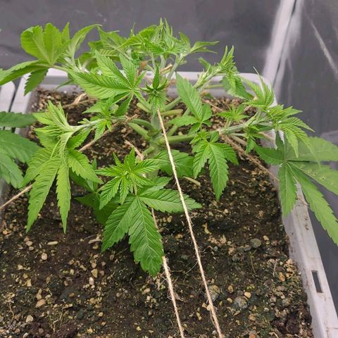 Tropical Cookies (Growers Choice) growlog timeline photo