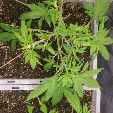 Tropical Cookies (Growers Choice) growlog timeline photo