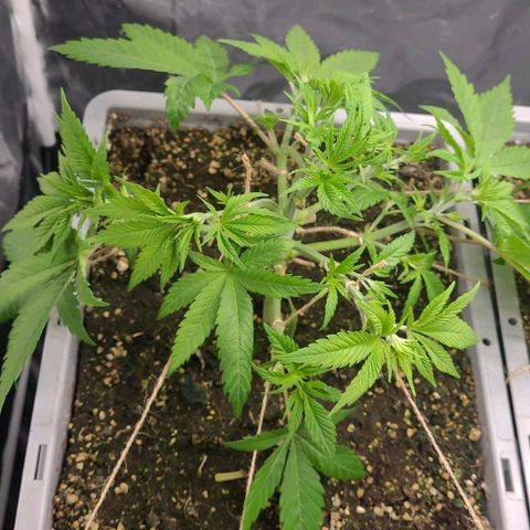 Tropical Cookies (Growers Choice) growlog timeline photo