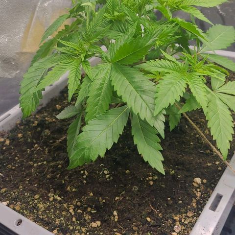 Tropical Cookies (Growers Choice) growlog timeline photo