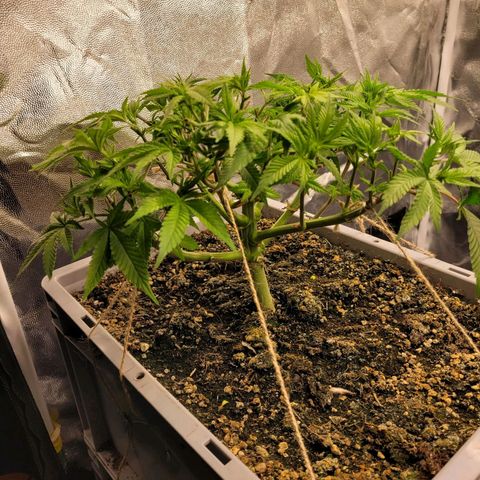 Tropical Cookies (Growers Choice) growlog timeline photo