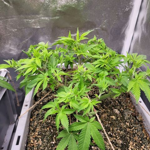 Tropical Cookies (Growers Choice) growlog timeline photo