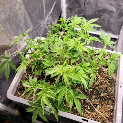 Tropical Cookies (Growers Choice) growlog timeline photo