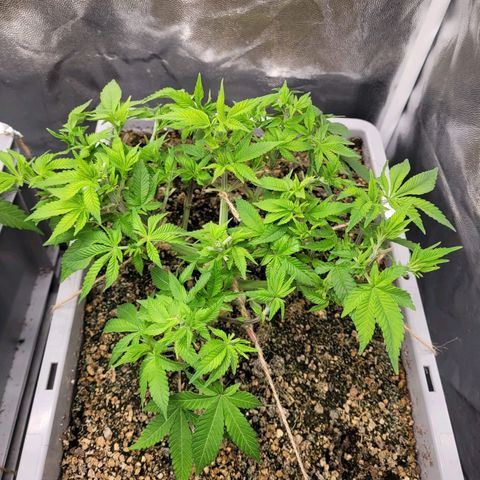 Tropical Cookies (Growers Choice) growlog timeline photo