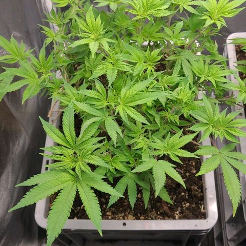 Tropical Cookies (Growers Choice) growlog timeline photo