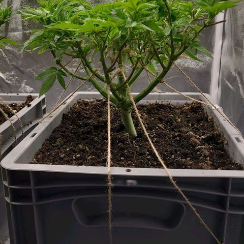 Tropical Cookies (Growers Choice) growlog timeline photo