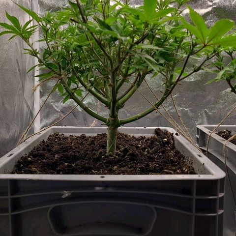 Tropical Cookies (Growers Choice) growlog timeline photo